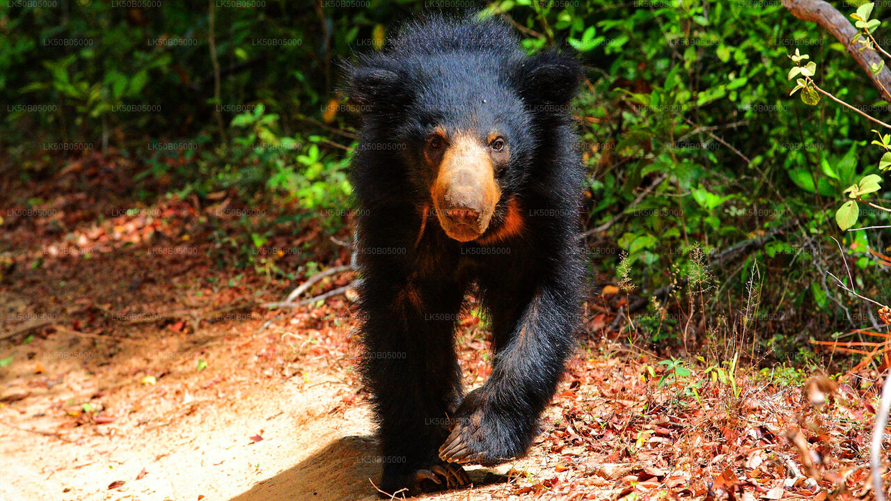 Privésafari in het nationale park Minneriya vanuit Sigiriya