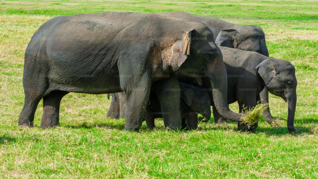 Privésafari in het nationale park Minneriya vanuit Sigiriya
