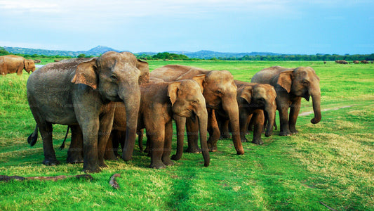 Privésafari in het nationale park Minneriya vanuit Dambulla