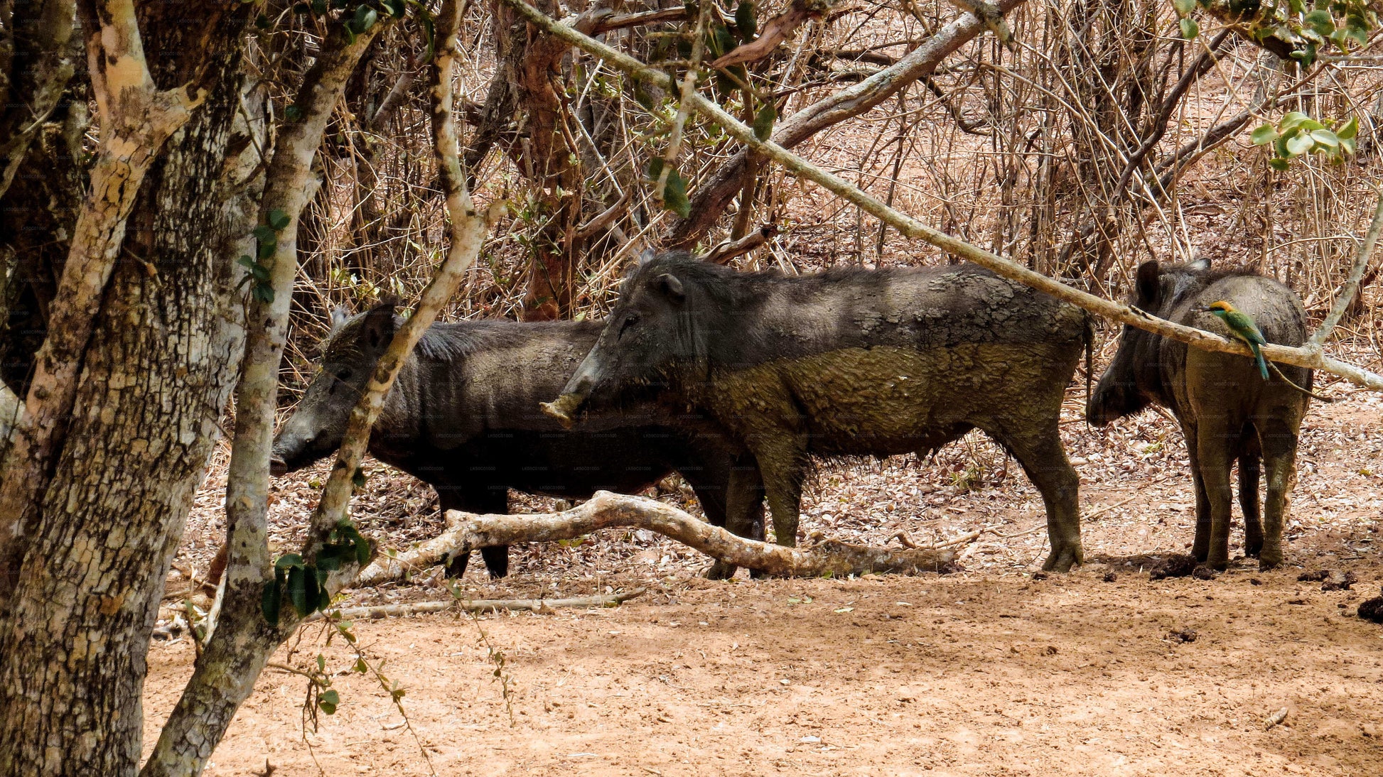 Group of wild boars standing together in a dry forest clearing.