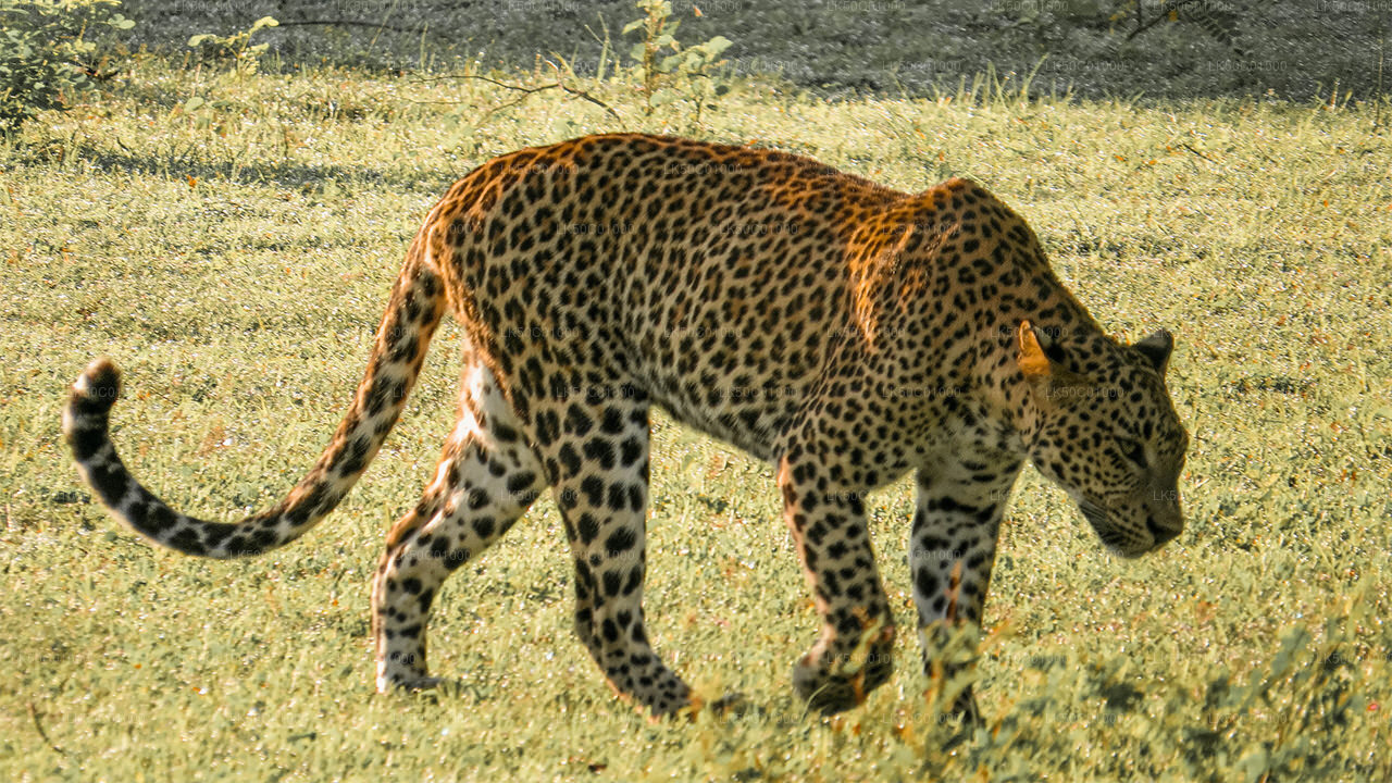 Sri Lankan leopard walking gracefully across open grassland.