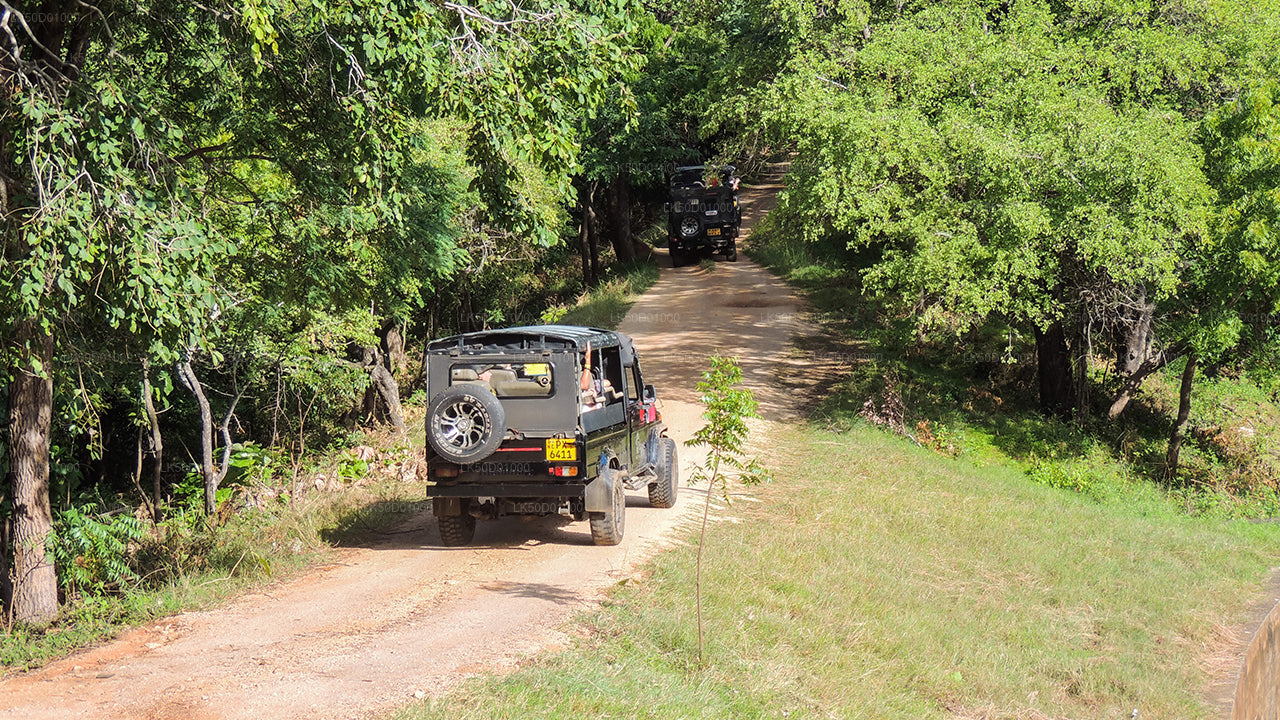 Safari jeeps driving along a dirt track through dense green forest inside a wildlife park.
