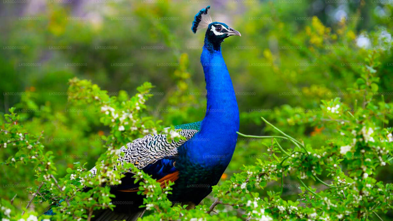 Privésafari naar Kaudulla National Park vanuit Sigiriya