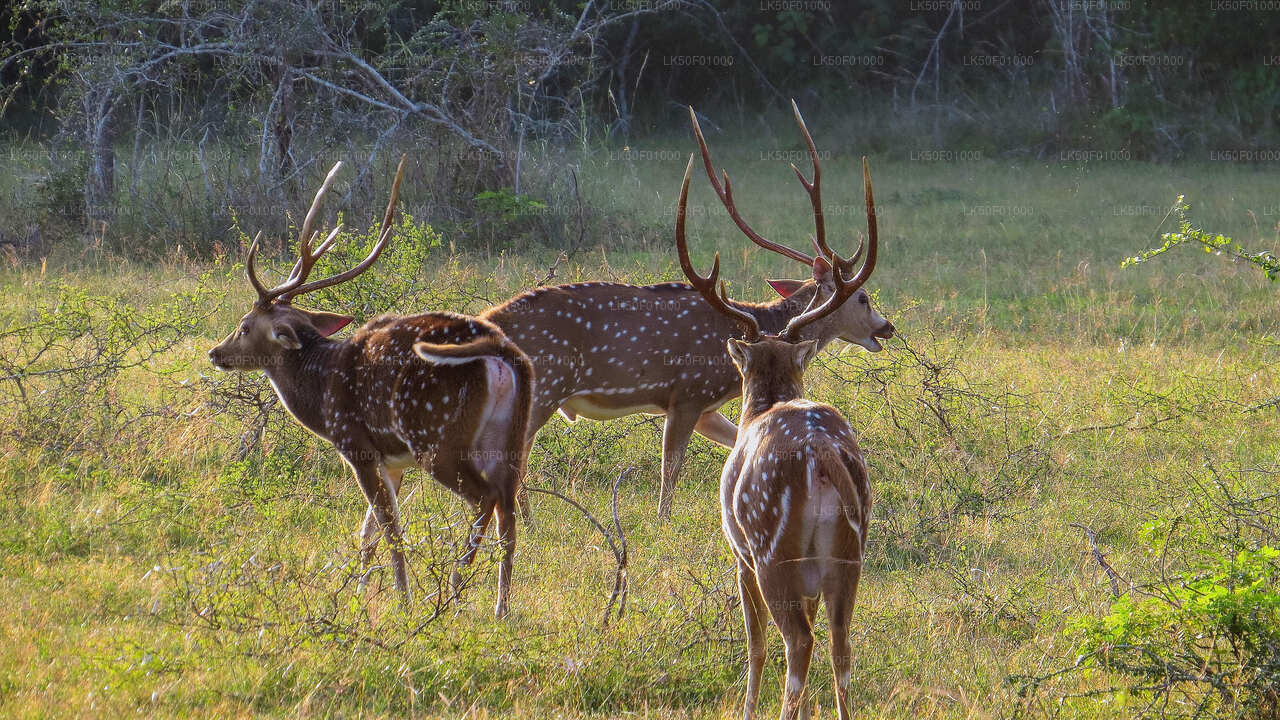 Three spotted deer with antlers grazing in an open grassland clearing.