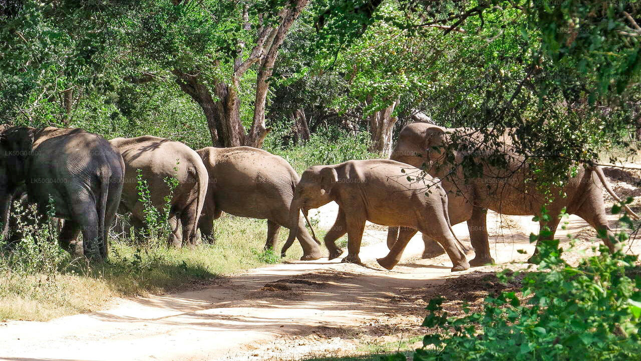 Kumana National Park Private Safari from Pottuvil