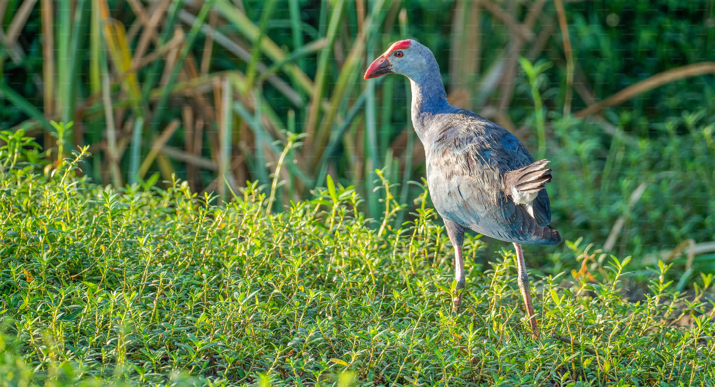Privésafari in Bundala National Park met natuurgids