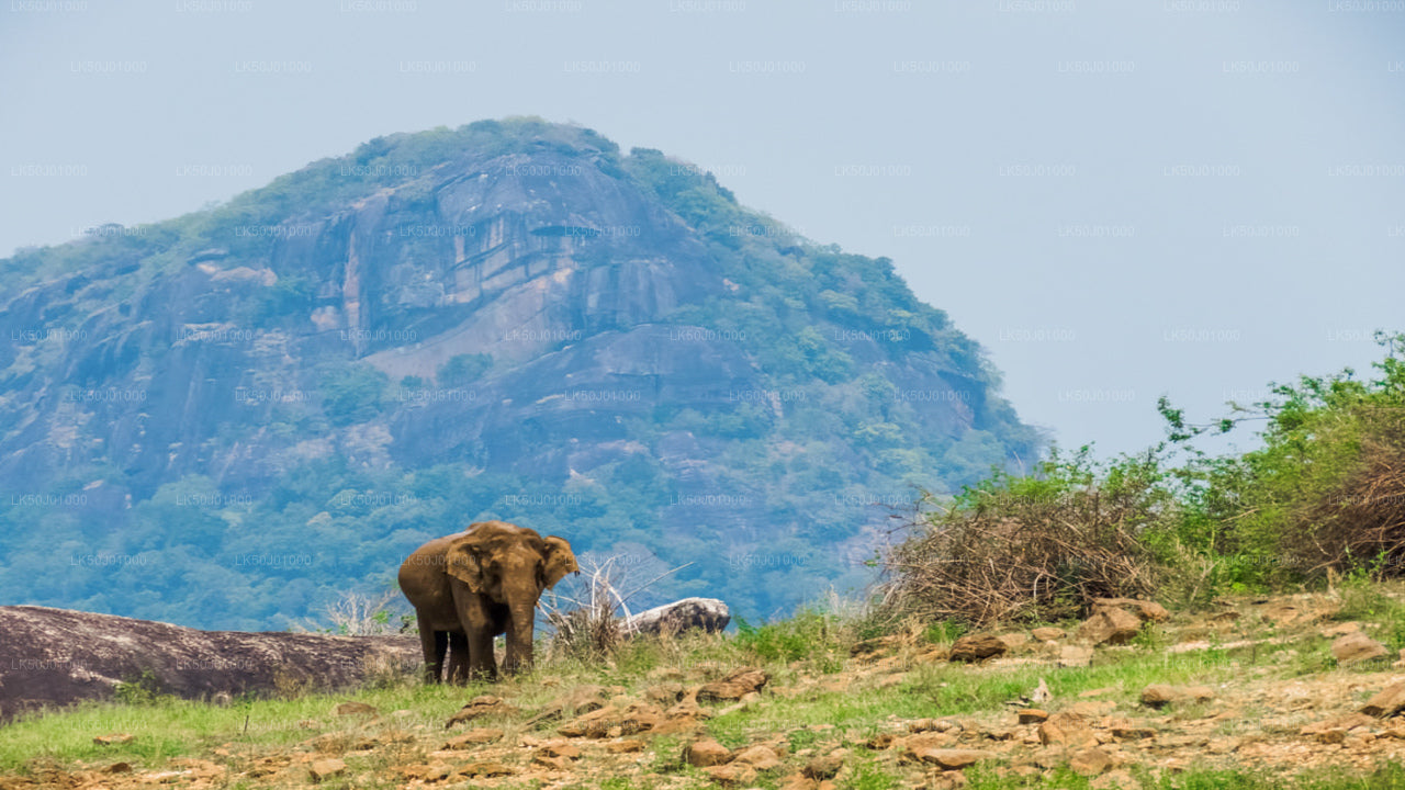 Asian elephant standing on rocky grassland with a large forest-covered mountain in the background.