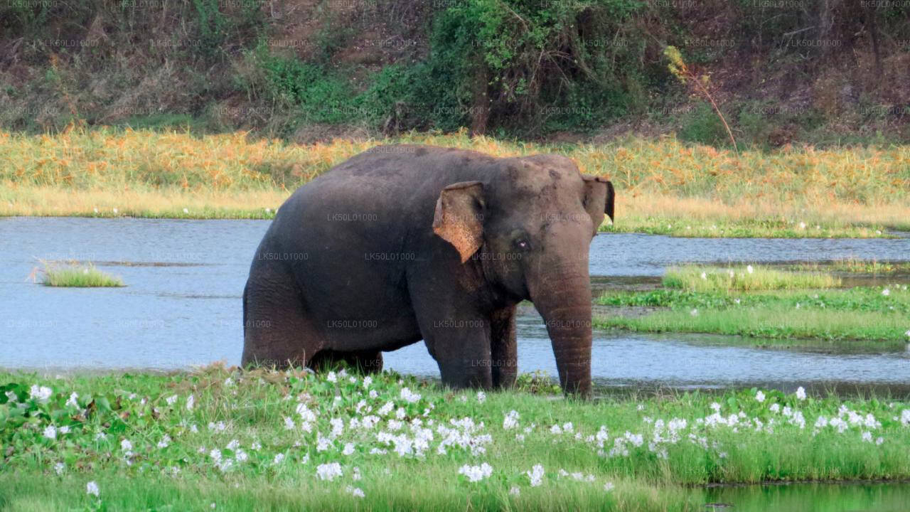 ALT text: An Asian elephant standing in a shallow lake, surrounded by green grass and white flowers, with a backdrop of trees and vegetation.
