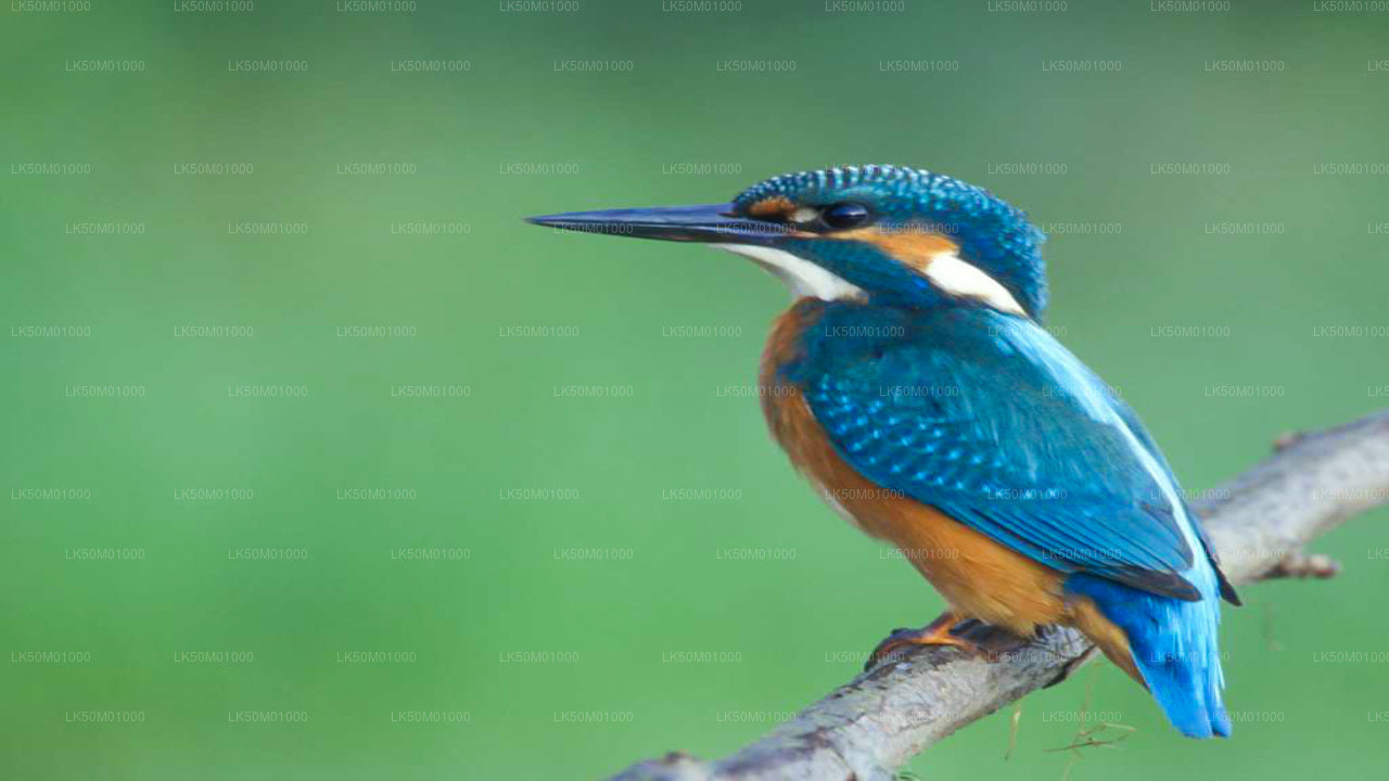 Privésafari naar Lahugala Kitulana Nationaal Park