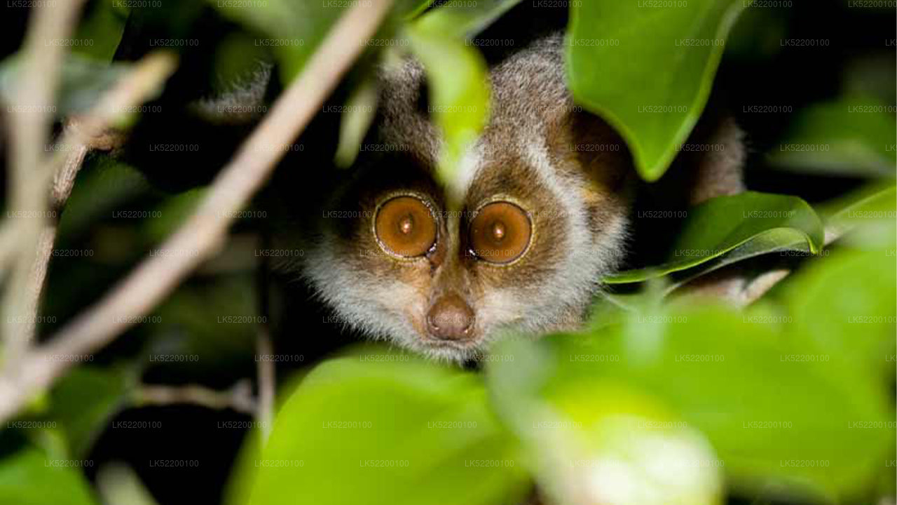 Loris kijken vanuit Sigiriya