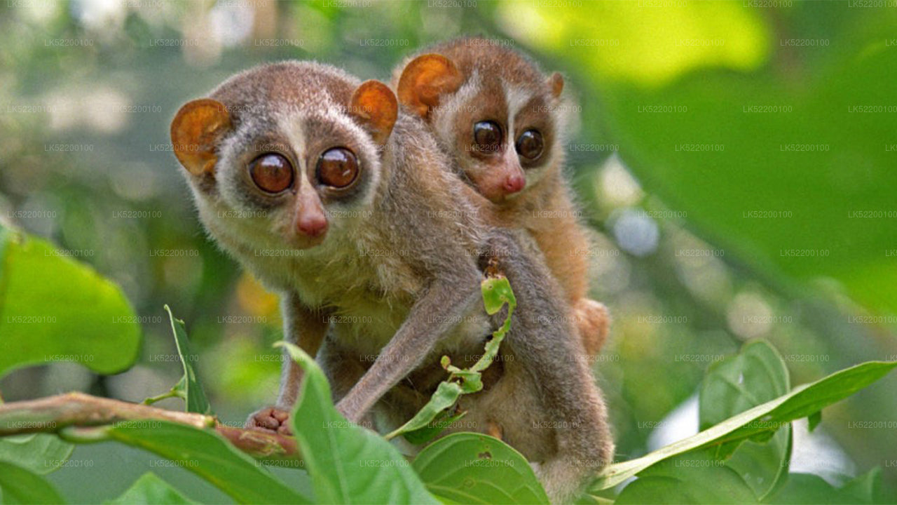 Loris kijken vanuit Sigiriya