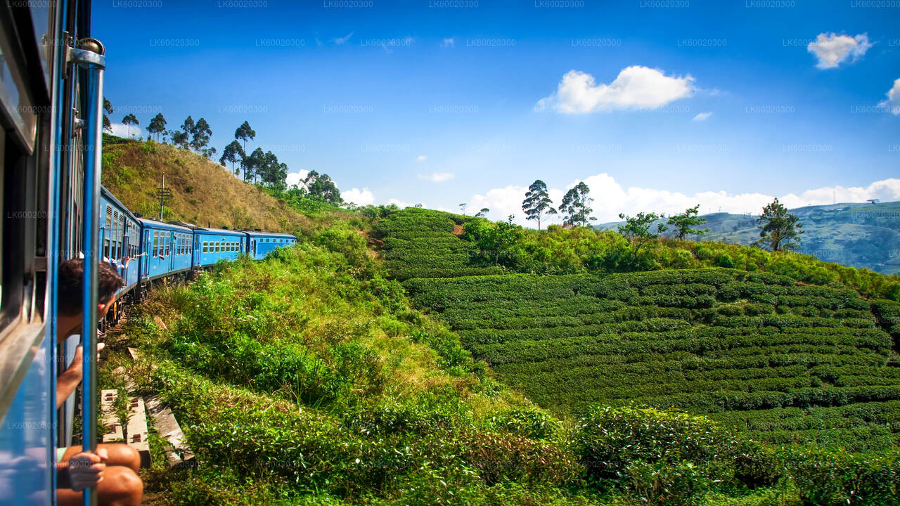 Blue train winding through lush green tea plantations in the Sri Lankan highlands under a bright blue sky.