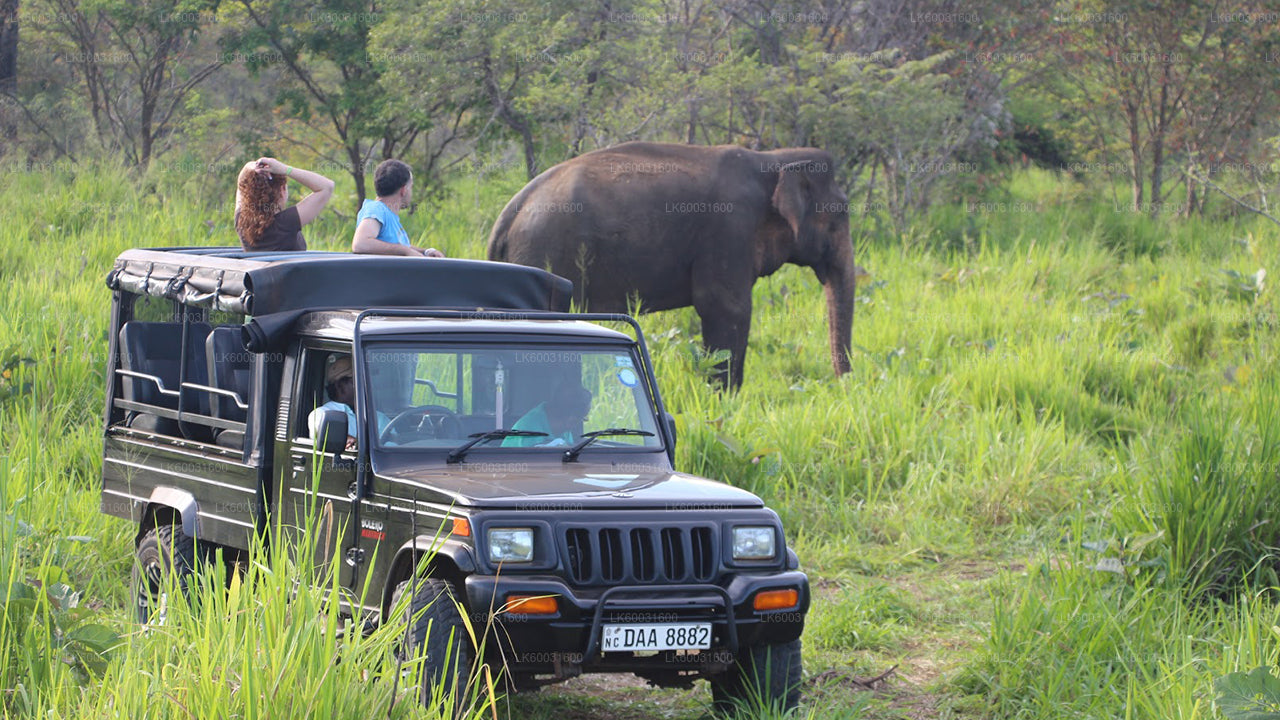 Udawalawe National Park Safari vanuit Kosgoda
