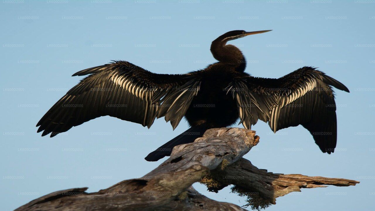 Bundala National Park Safari vanuit Bentota