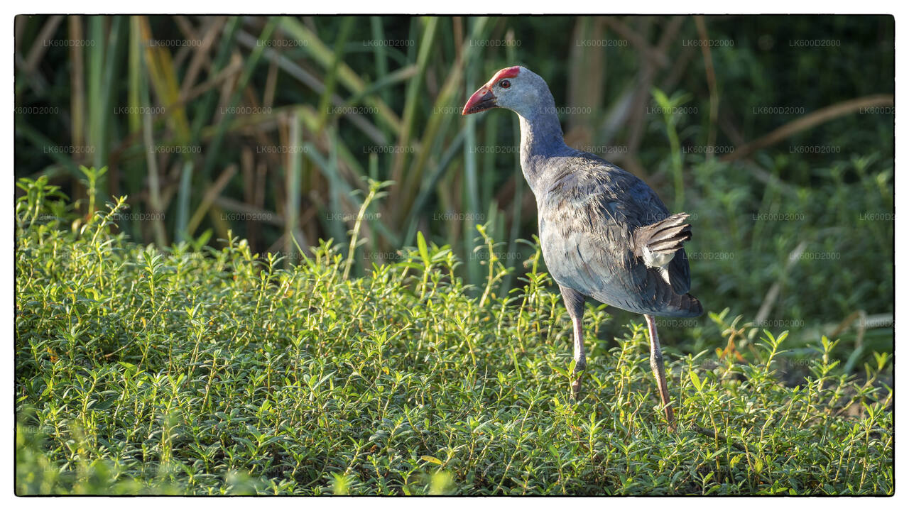 Bundala National Park Safari vanuit Bentota