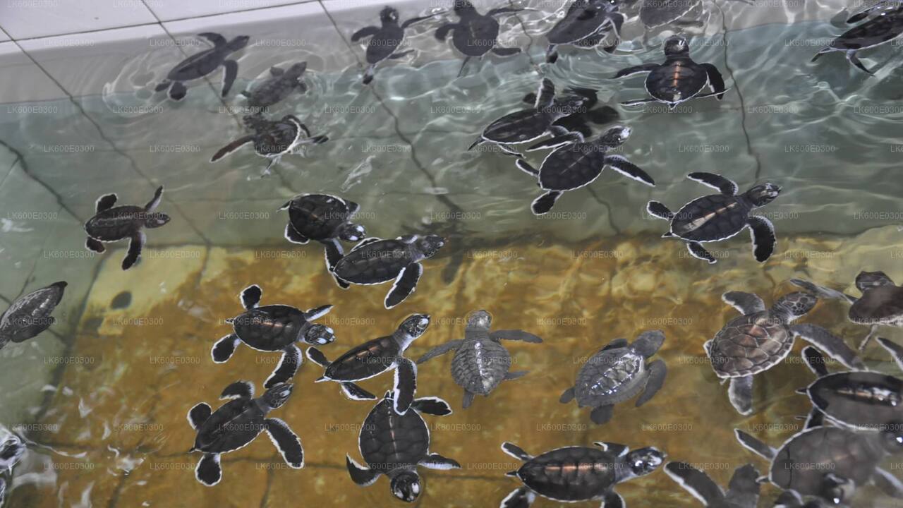 Kustrit naar Galle vanuit Beruwala