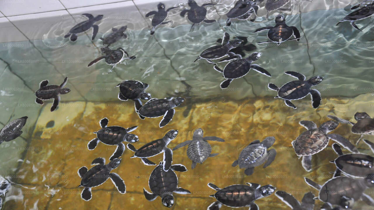 Bentota stadstour en Galle vanuit Beruwala