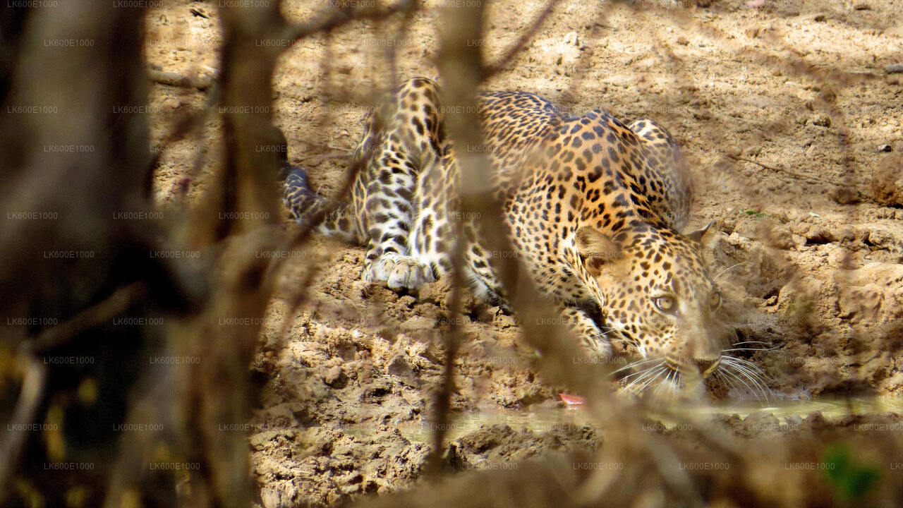 Safari in het Yala National Park vanuit Beruwala