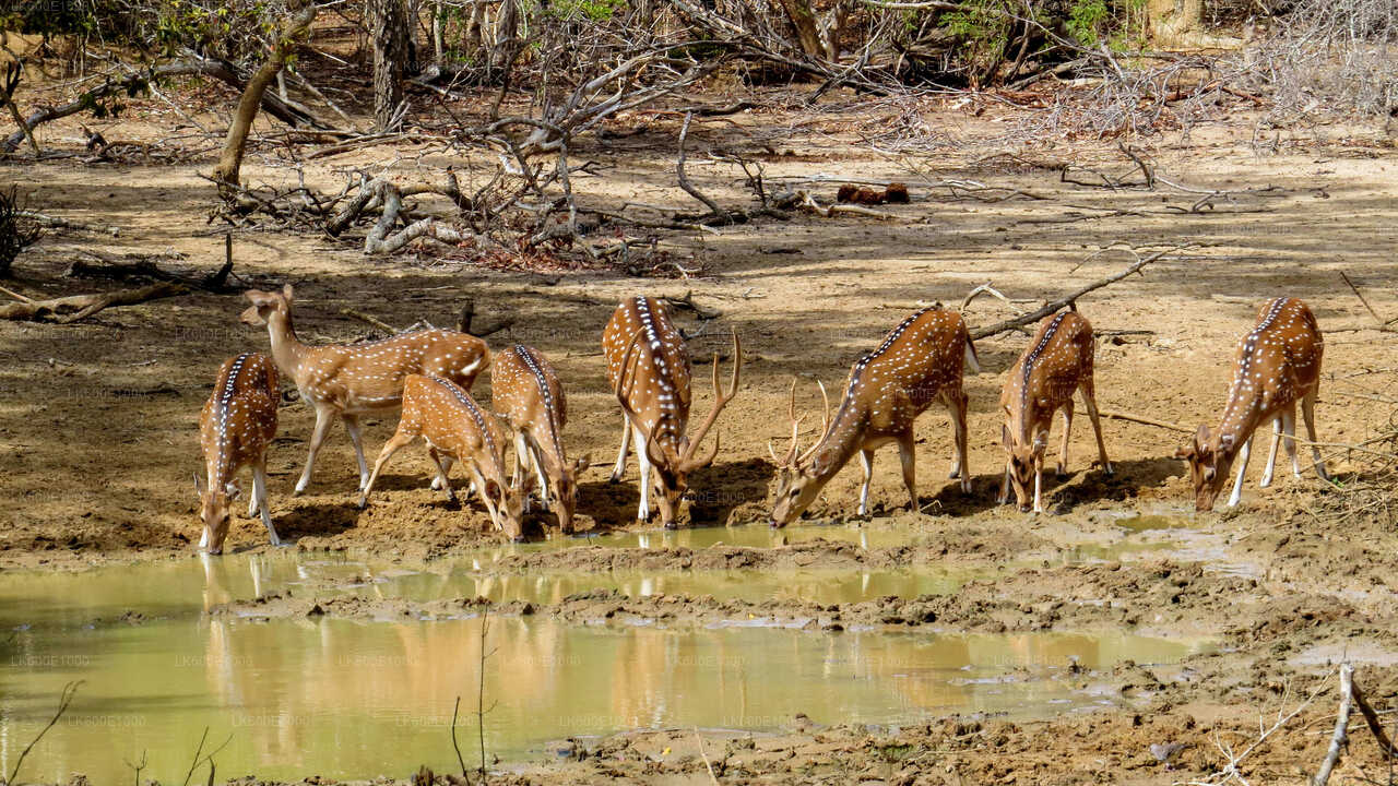 Safari in het Yala National Park vanuit Beruwala