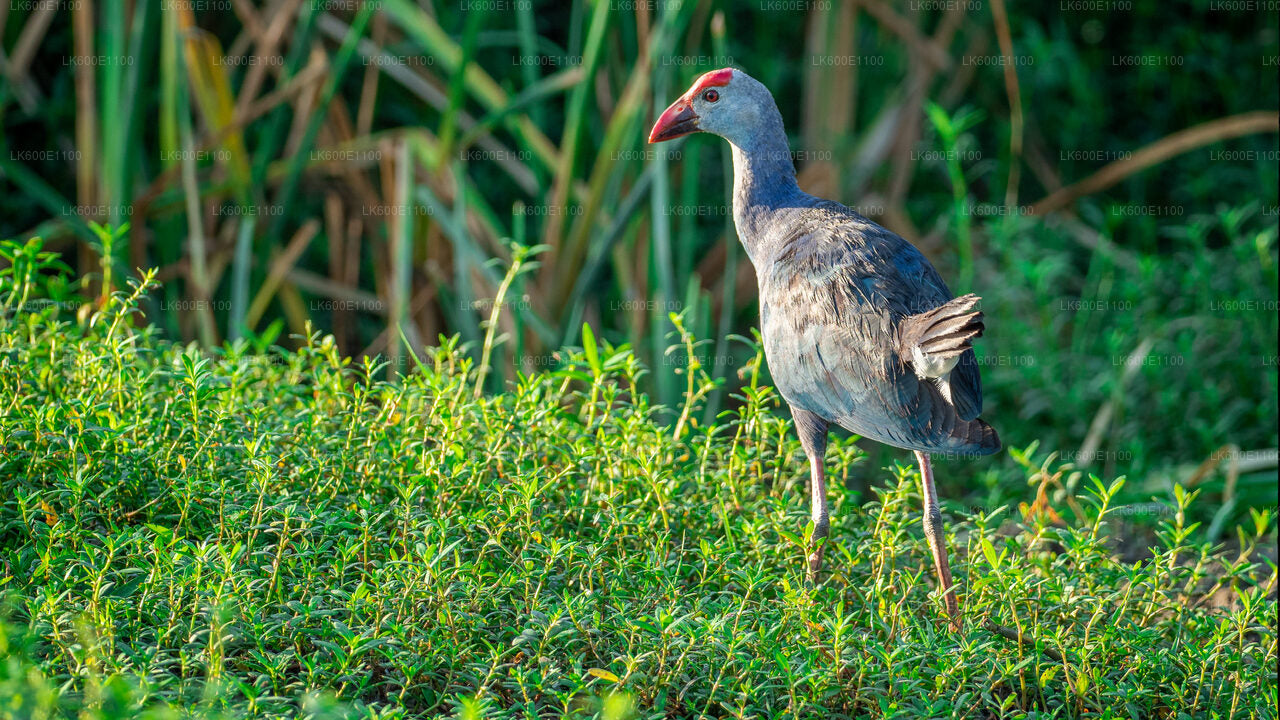 Bundala National Park Safari vanuit Beruwala