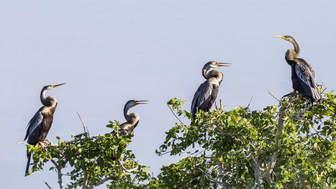 Bundala National Park Safari vanuit Beruwala