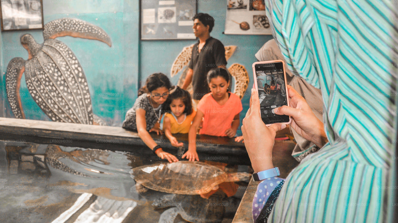 Kustrit naar Galle vanuit Colombo