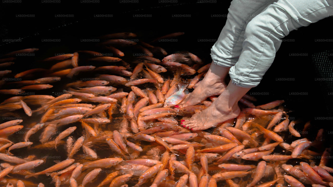 Kustrit naar Galle vanuit Colombo