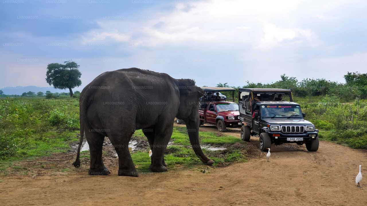 Safari in het nationale park Udawalawe vanuit Ella