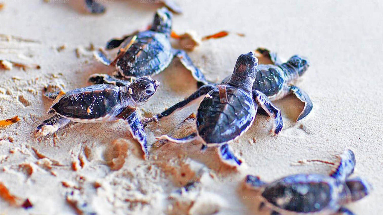 Stadstour naar Bentota vanuit Galle