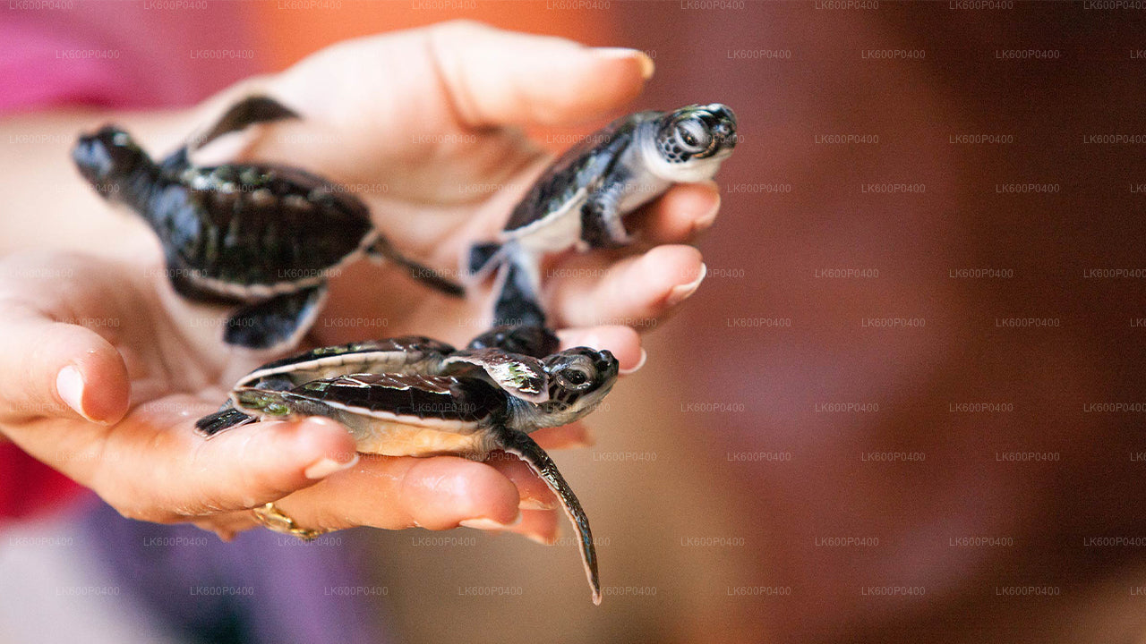 Stadstour naar Bentota vanuit Galle
