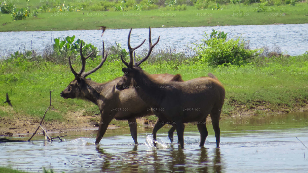 Safari in het nationale park Yala vanuit Galle
