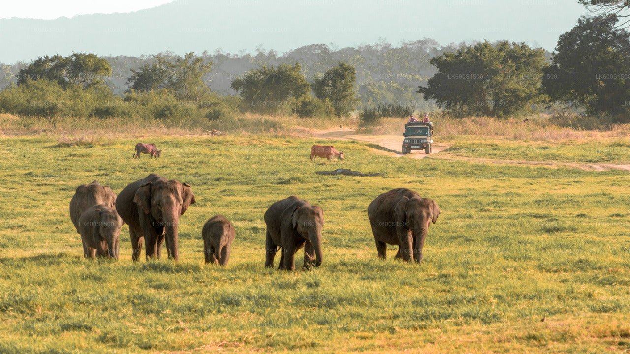Safari naar het oude koninkrijk van Polonnaruwa en wilde olifanten vanuit Habarana