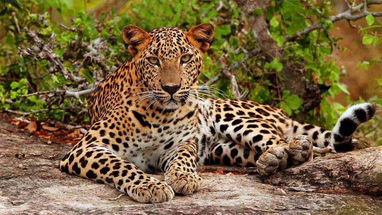 Safari in het Yala National Park vanuit Hikkaduwa