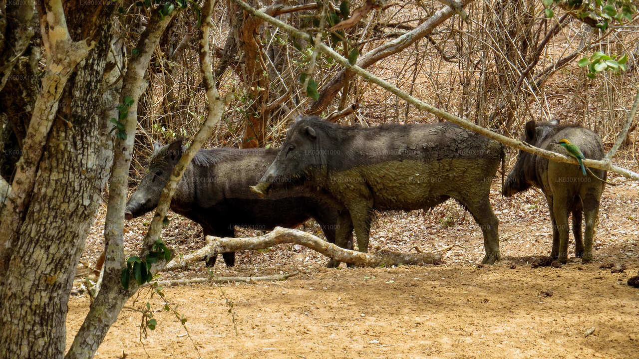 Safari in het Yala National Park vanuit Hikkaduwa