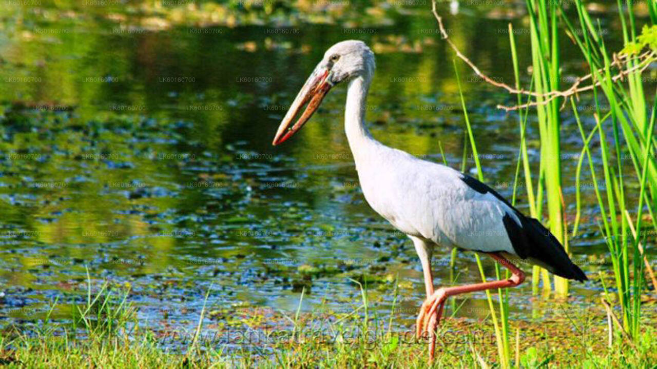 Udawalawe National Park Safari vanuit Kalutara
