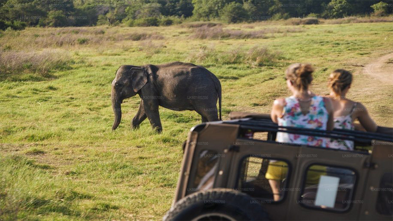 Udawalawe National Park Safari vanuit Kalutara