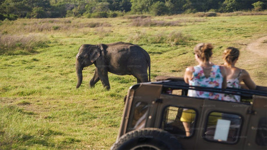 Udawalawe National Park Safari vanuit Kalutara