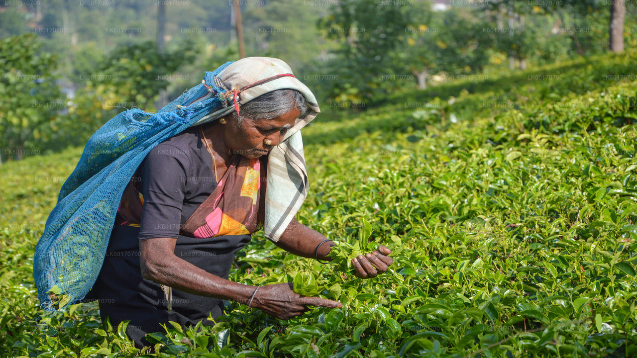 Central Highlands Peak Point vanuit Kandy