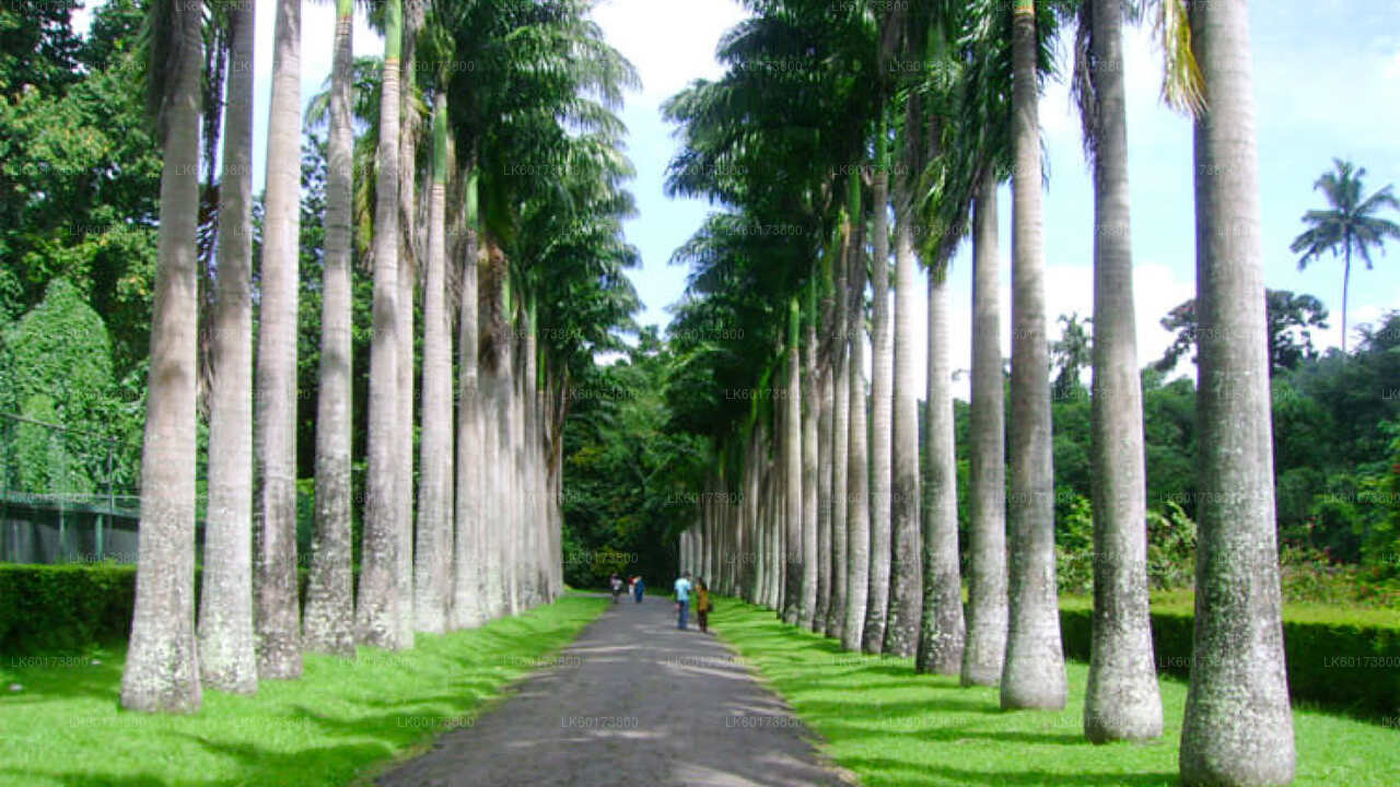 Royal Botanic Garden and Village Life Tour from Kandy