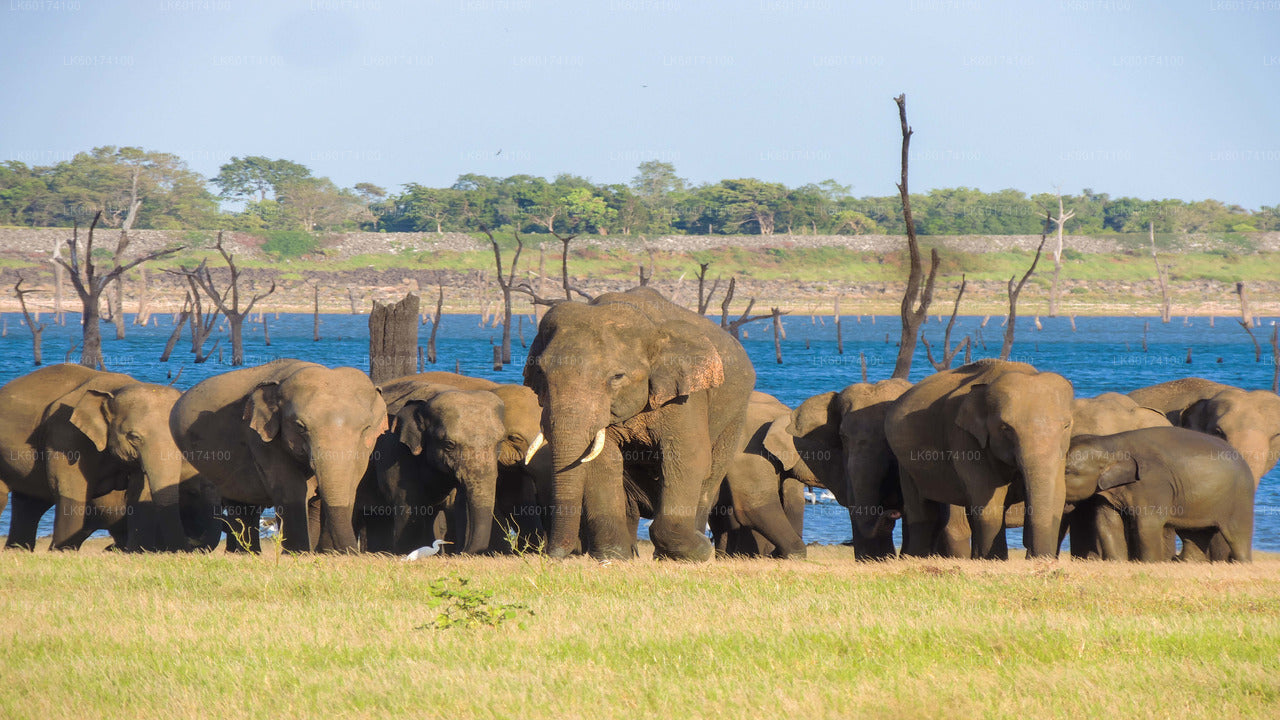 Safari in het nationale park Kaudulla vanuit Kandy