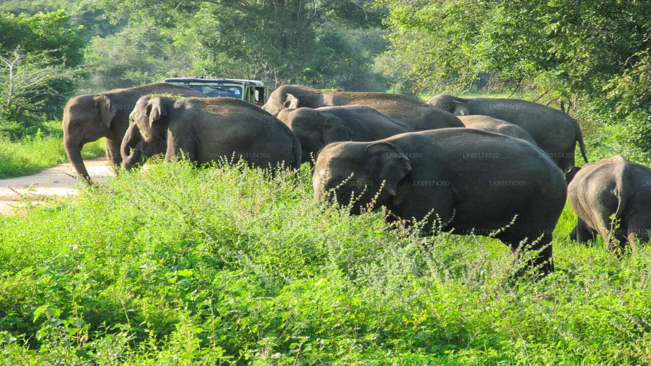 Safari in het nationale park Wasgamuwa vanuit Kandy