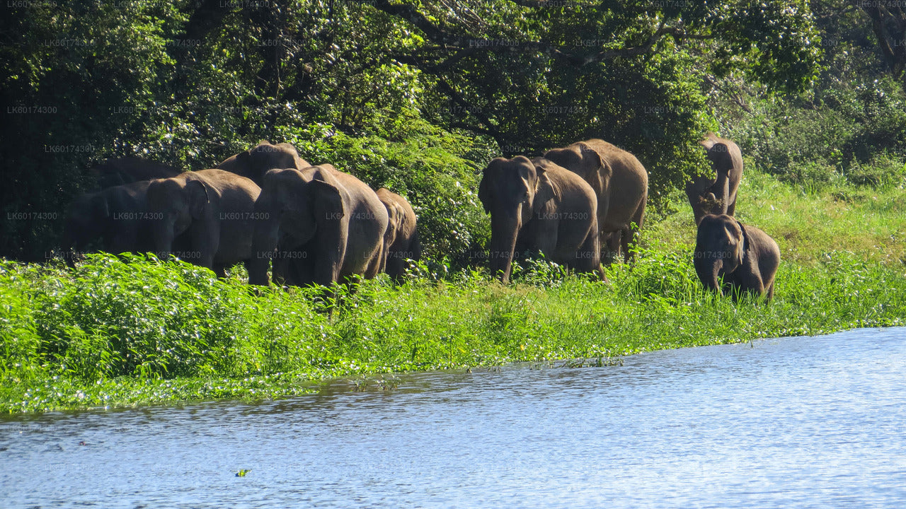 Safari in het nationale park Wasgamuwa vanuit Kandy