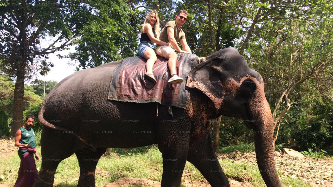 Millennium Elephant Foundation uit Colombo