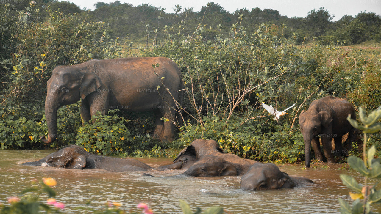 Safari in het nationale park Udawalawe vanuit Koggala