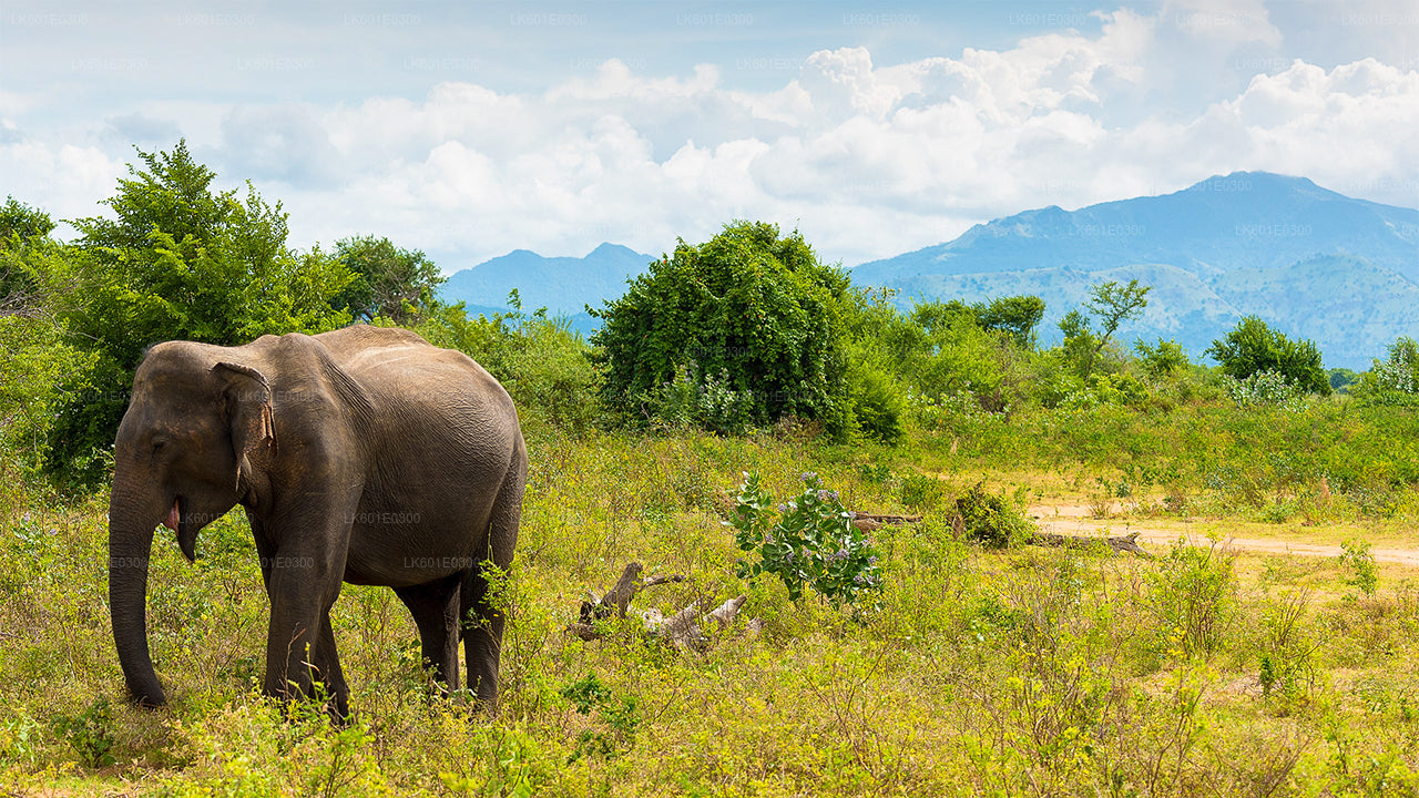 Safari in het nationale park Bundala vanuit Koggala