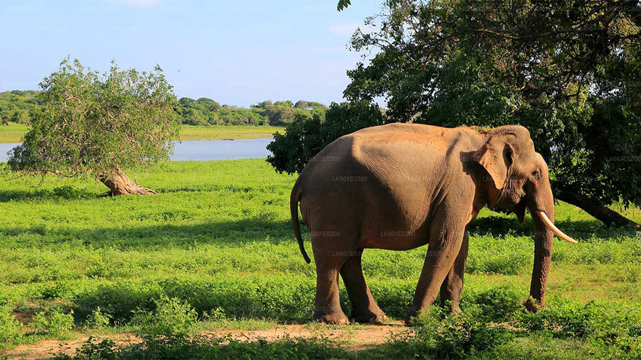 Safari in het nationale park Bundala vanuit Koggala