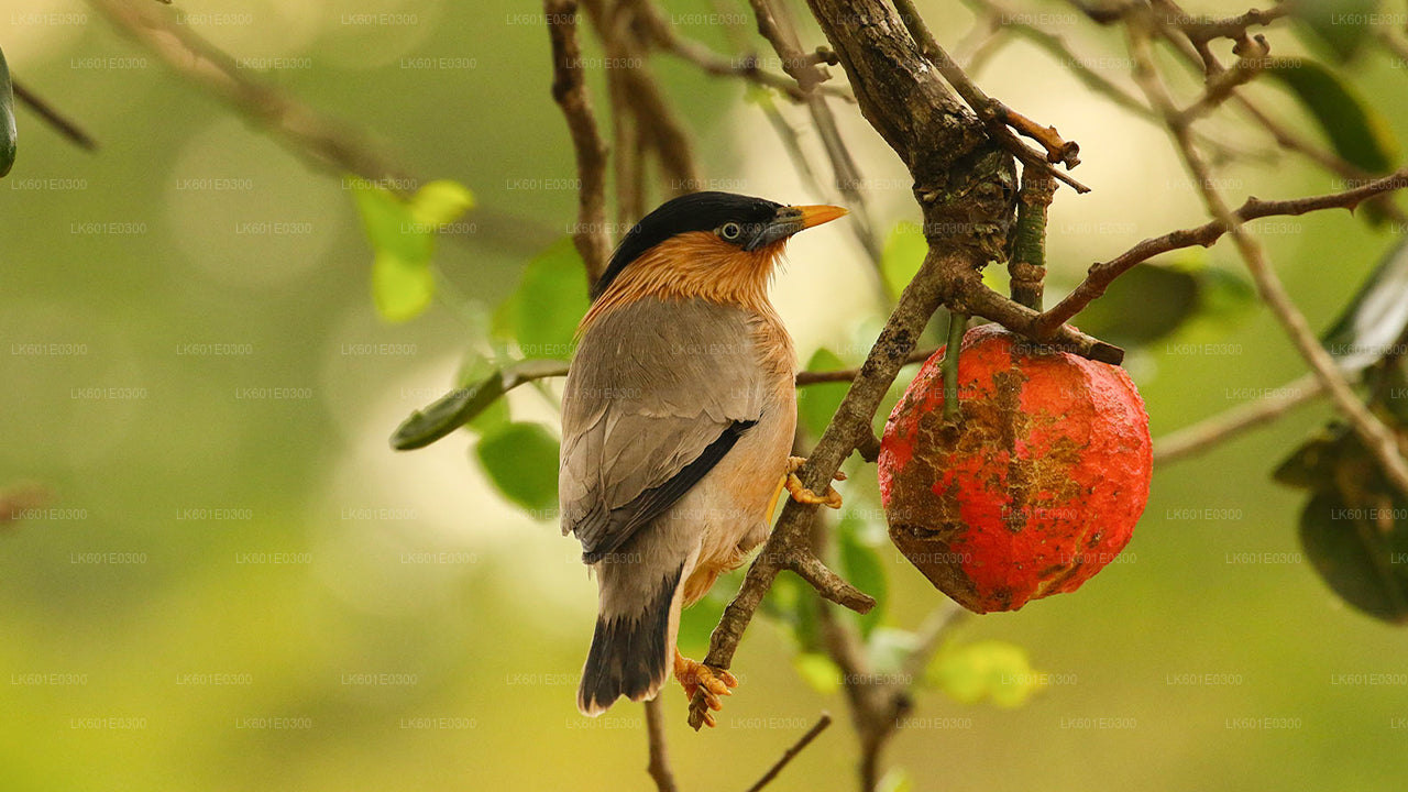 Safari in het nationale park Bundala vanuit Koggala