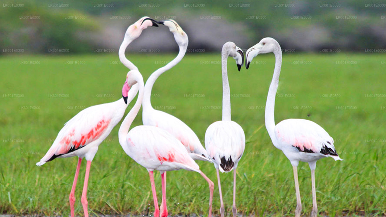 Safari in het nationale park Bundala vanuit Koggala