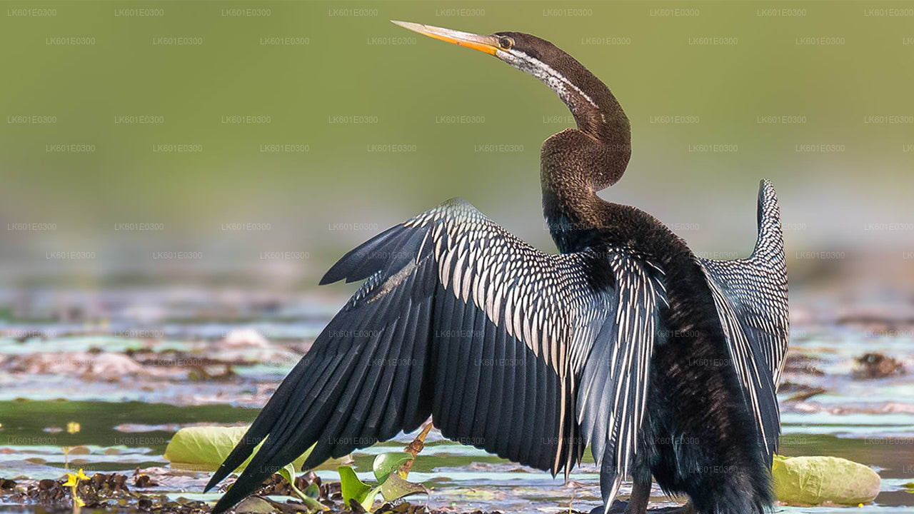 Safari in het nationale park Bundala vanuit Koggala
