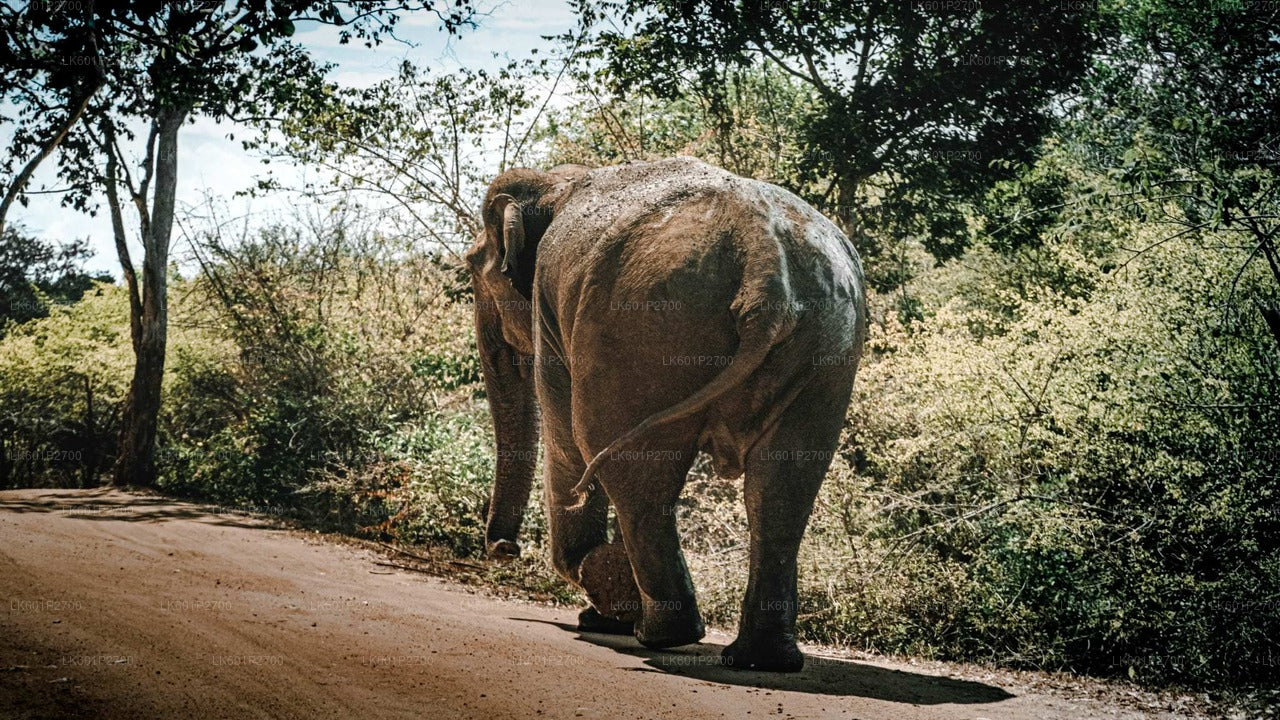 Sigiriya-rots en wilde olifantensafari vanuit Negombo